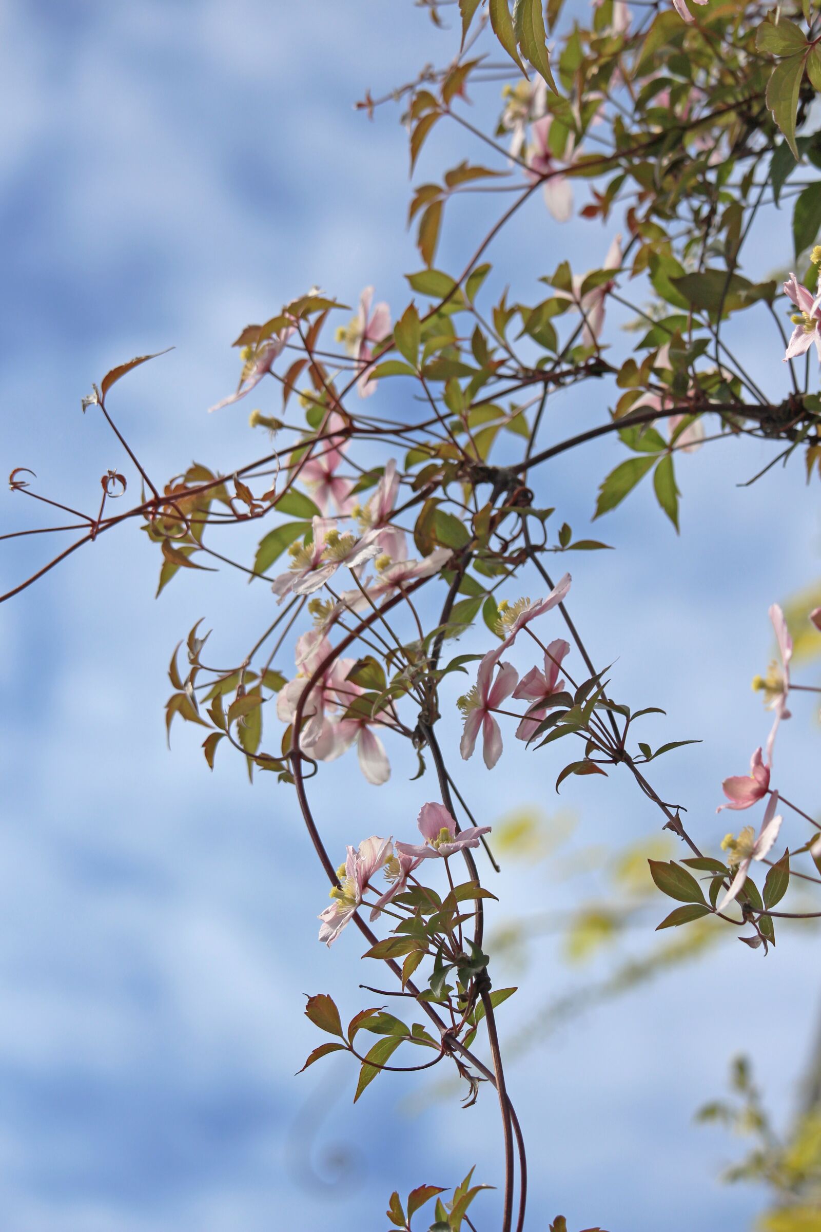 Canon EOS 700D (EOS Rebel T5i / EOS Kiss X7i) sample photo. Clematis, climber plant, flower photography