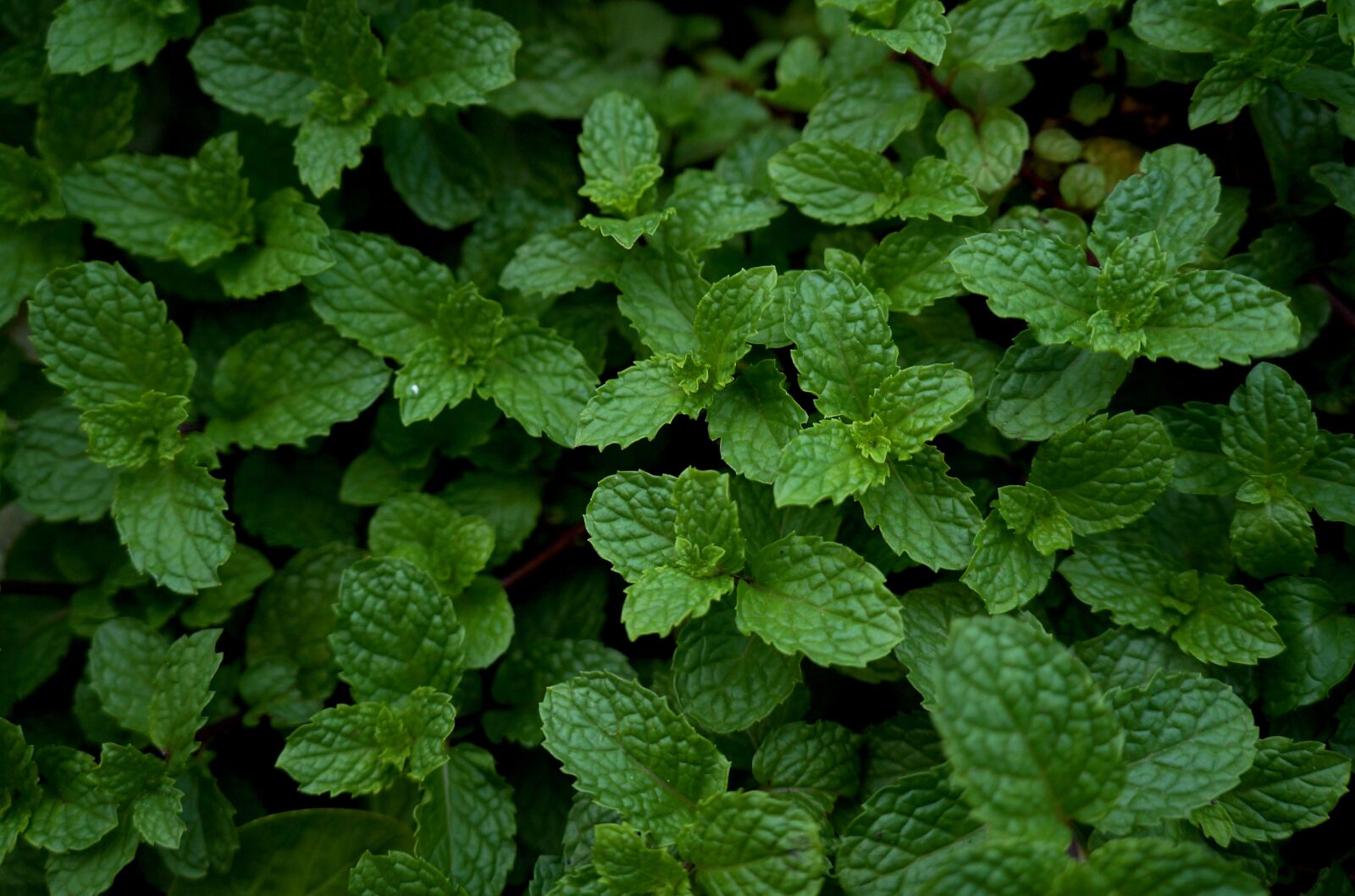 Sony Alpha NEX-F3 + Sony E 18-55mm F3.5-5.6 OSS sample photo. Herbs, veggie, greens photography