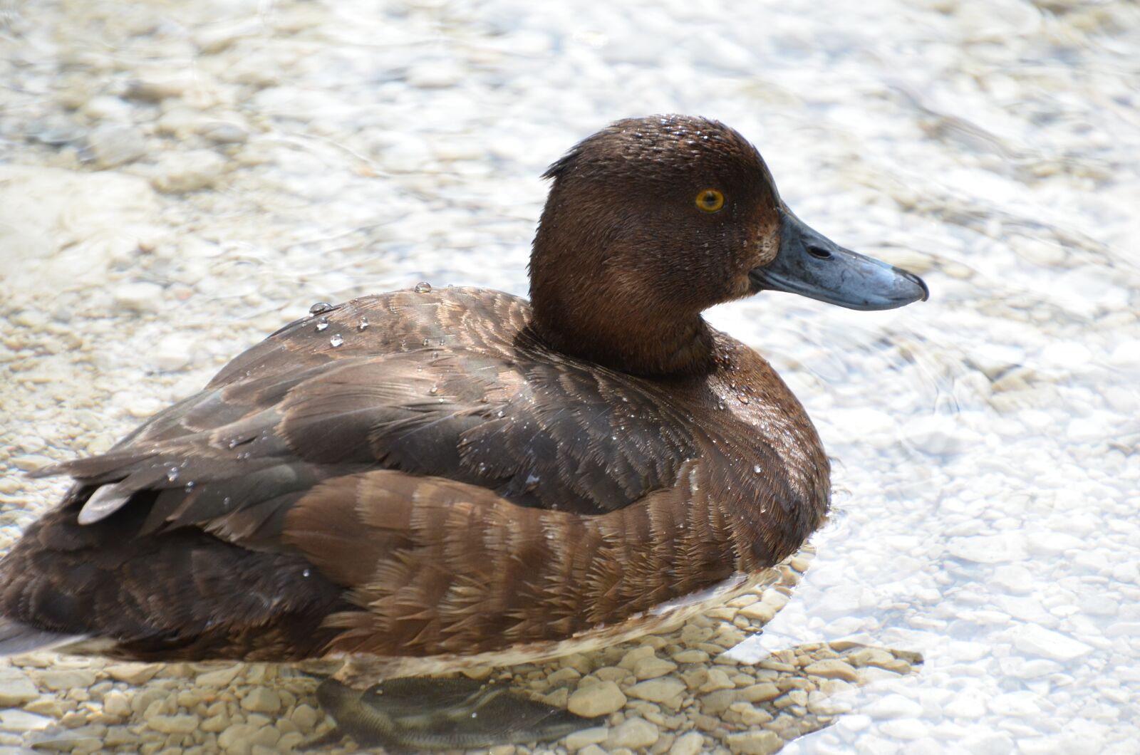 Nikon D5100 sample photo. Ramsau, hintersee, bavaria photography