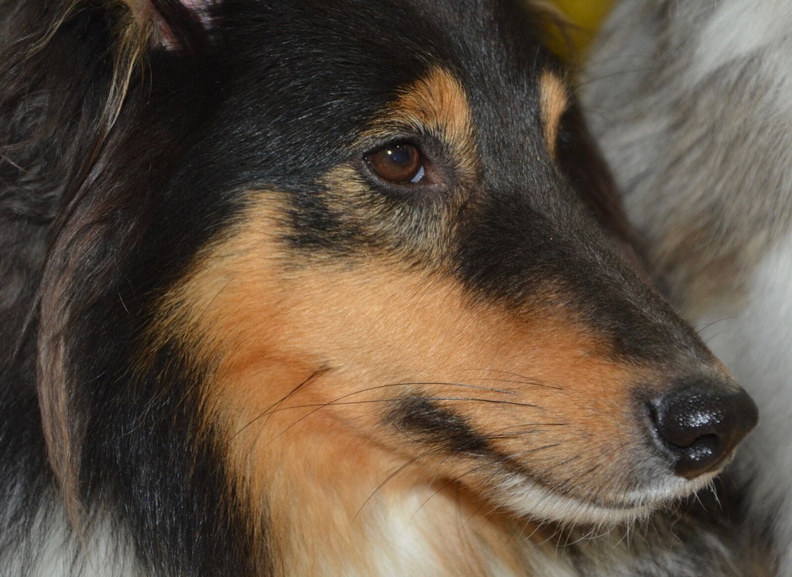 Nikon D5200 sample photo. Dog, shetland sheepdog, portrait photography