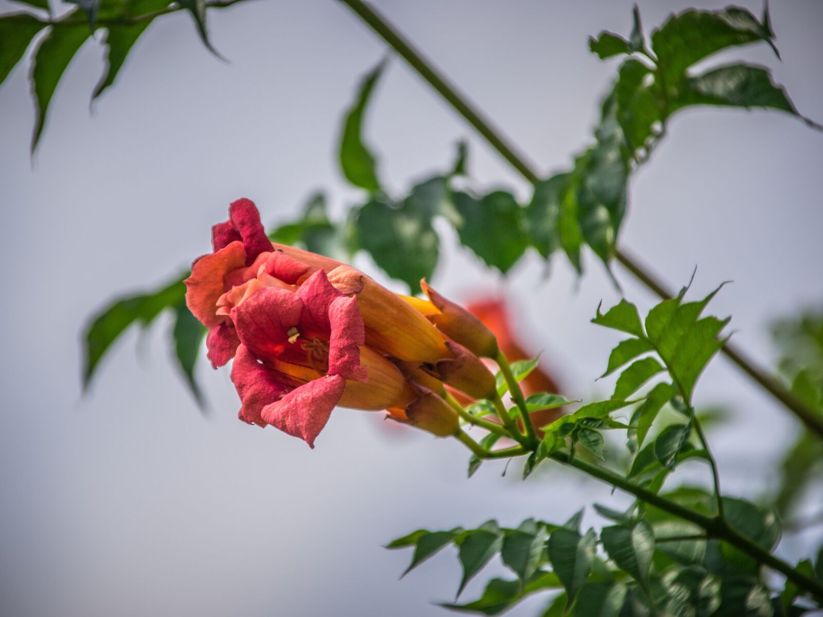 Nikon D3100 sample photo. Flowers, park, plants photography