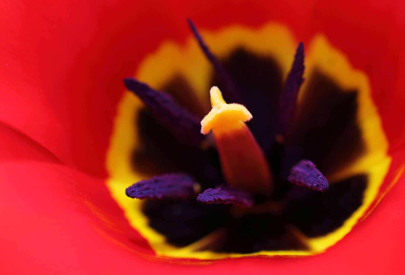 Canon EOS 80D sample photo. Tulip, red, macro photography