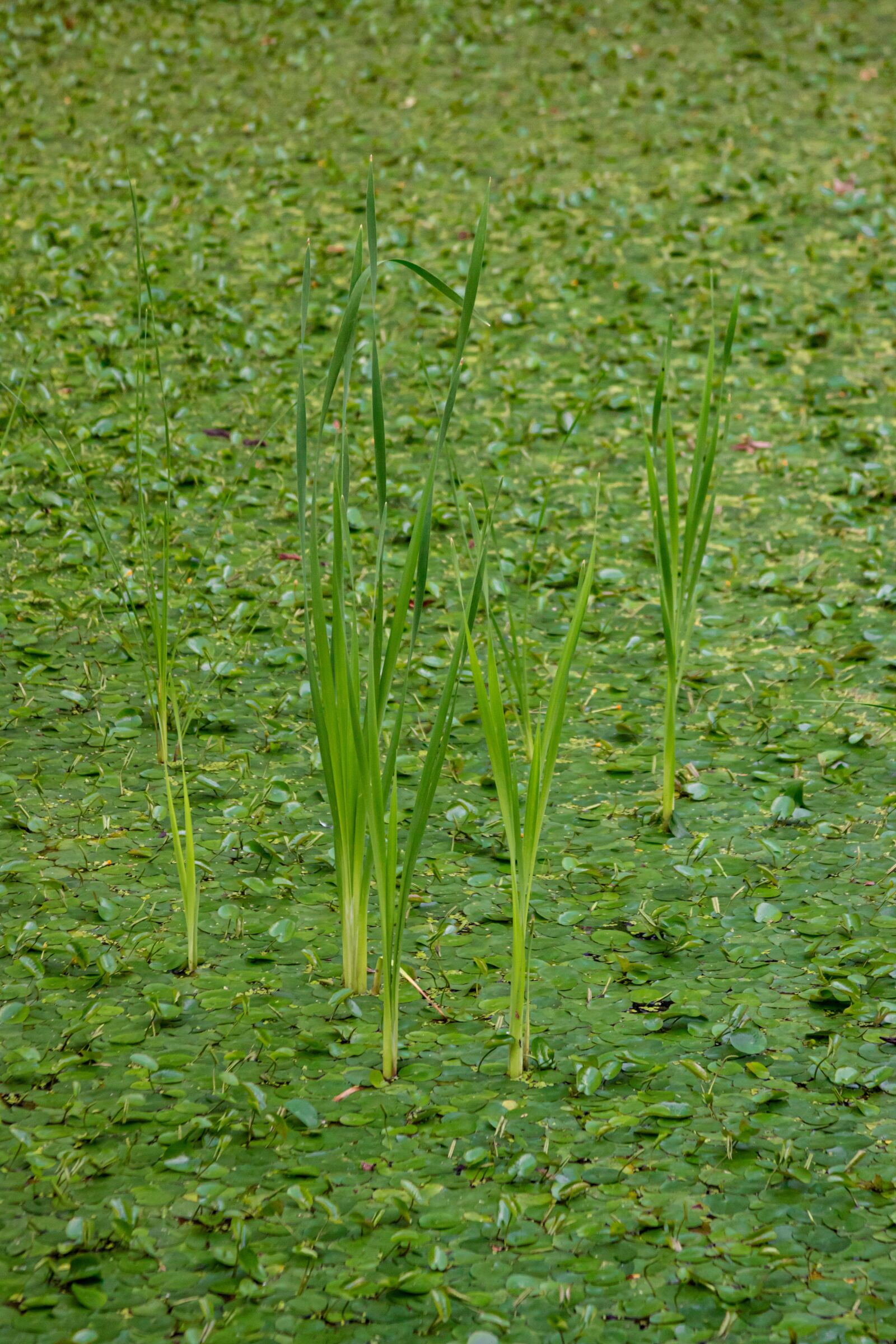Canon EF 28-135mm F3.5-5.6 IS USM sample photo. Green, pool, nature photography