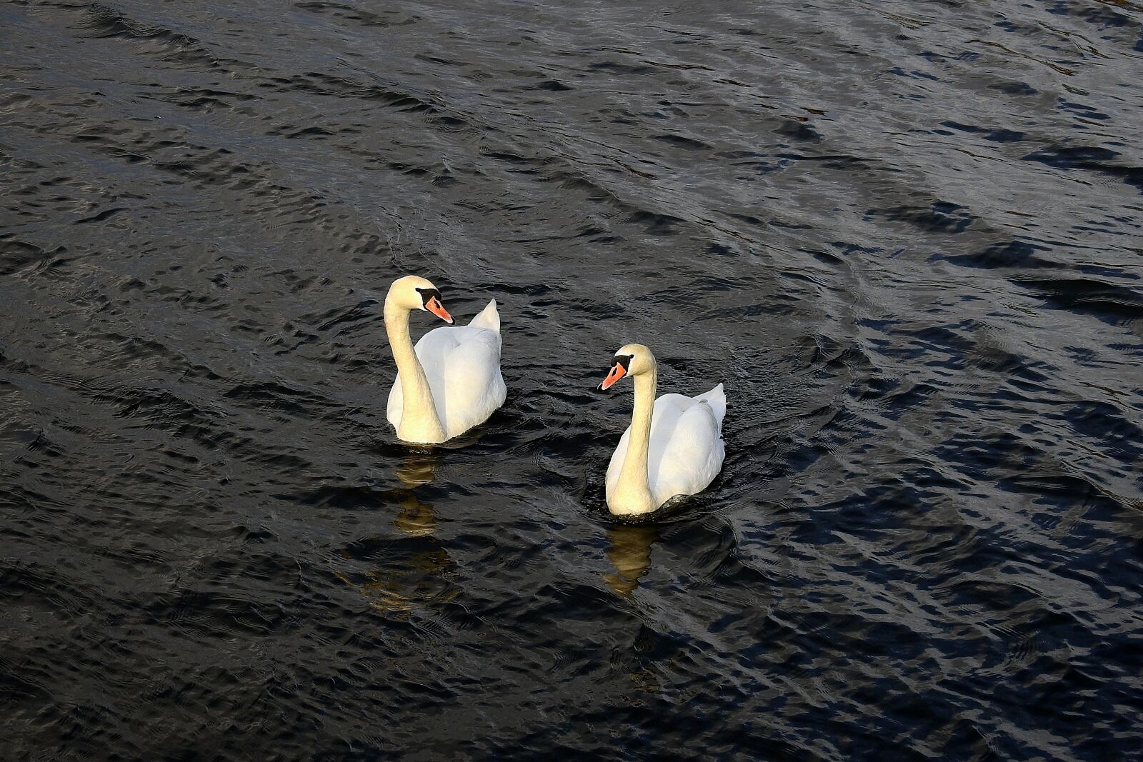 Nikon Coolpix P900 sample photo. Swans, river, birds photography
