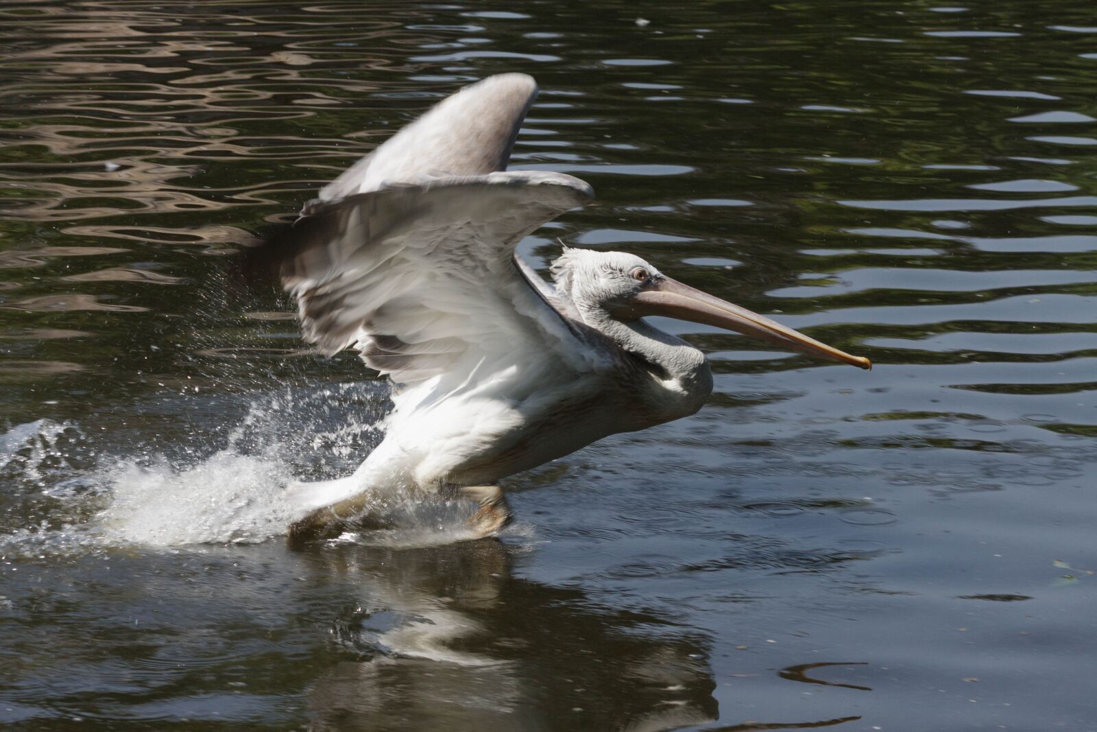 Canon EOS 40D + Canon EF 75-300mm F4.0-5.6 IS USM sample photo. Pelican, bird, nature photography