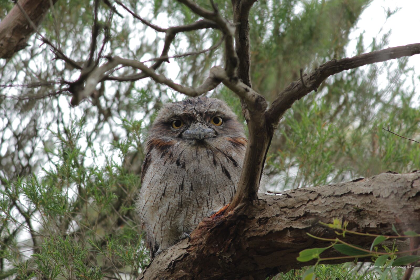 Canon EOS 700D (EOS Rebel T5i / EOS Kiss X7i) sample photo. Tawny frogmouth, australia, tree photography