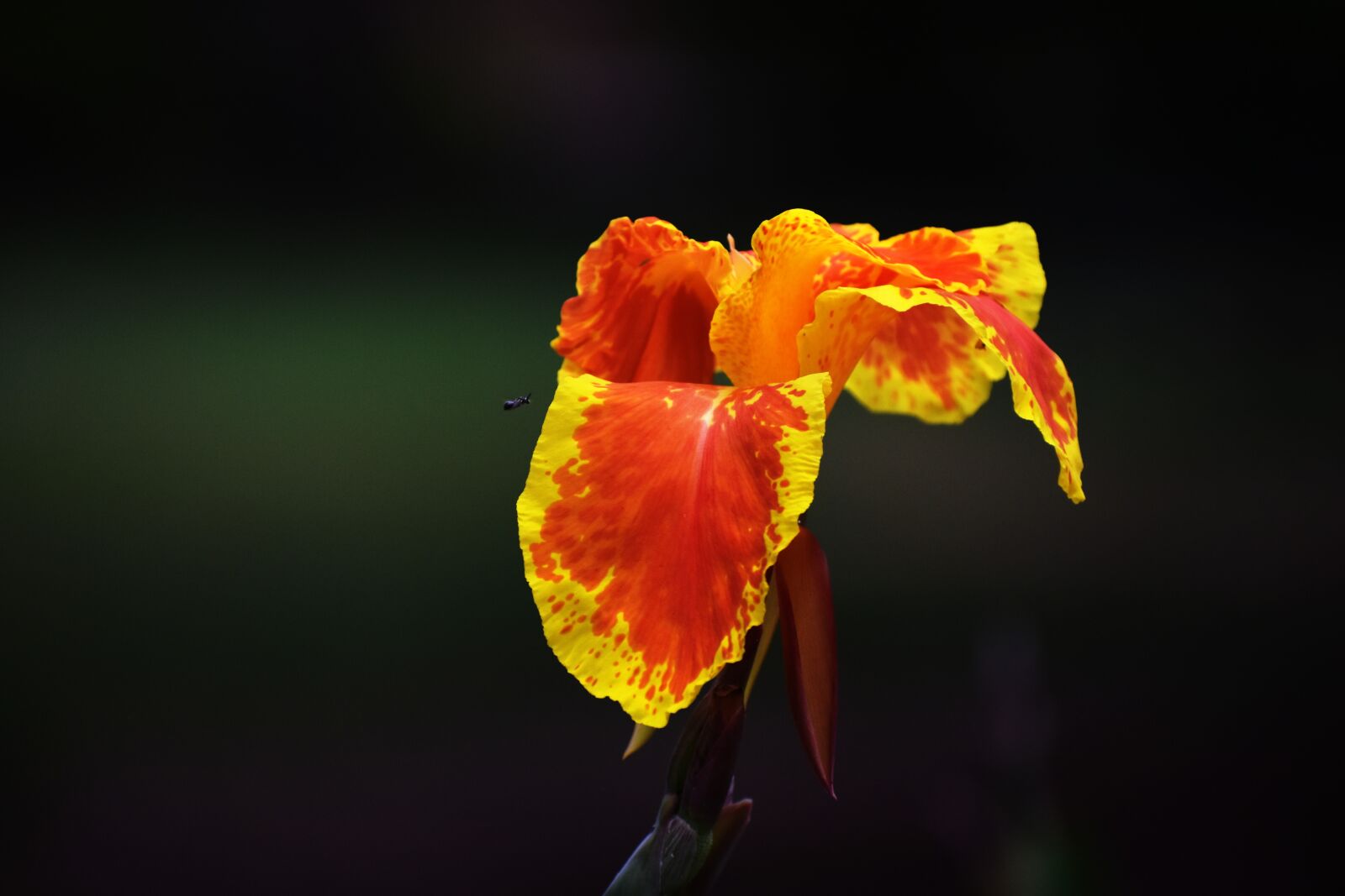 Nikon D5600 sample photo. Canna lily, yellow orange photography