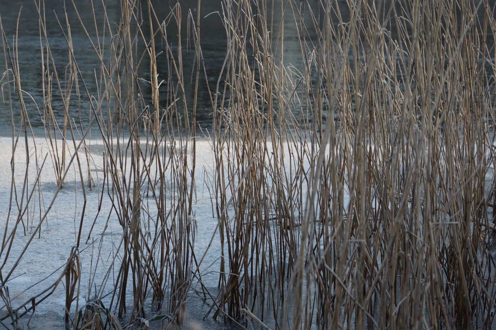 Sony NEX-VG20E + Sony E 18-200mm F3.5-6.3 OSS sample photo. Lake, winter, frost photography