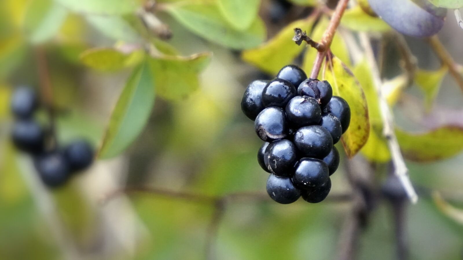 Sony a6000 sample photo. Berries, black, wild photography