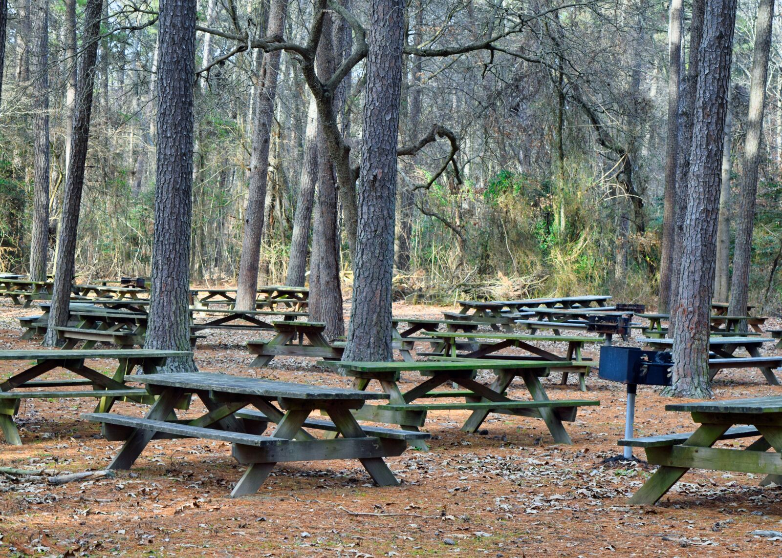 Nikon D3300 sample photo. Picnic, bench, park photography
