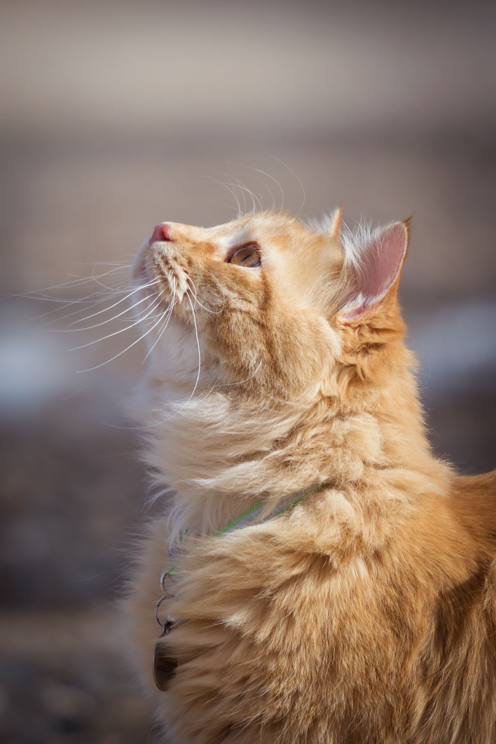 Nikon D7200 sample photo. Animal, nature, cute photography