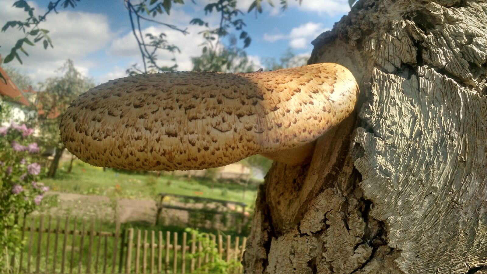 Motorola Moto X (2nd Gen) sample photo. Mushroom, large, tree photography