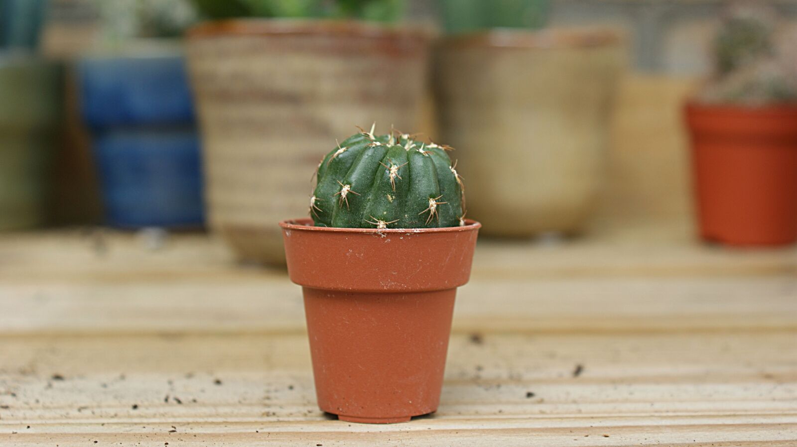Sony Alpha DSLR-A350 sample photo. Cactus, small, green photography