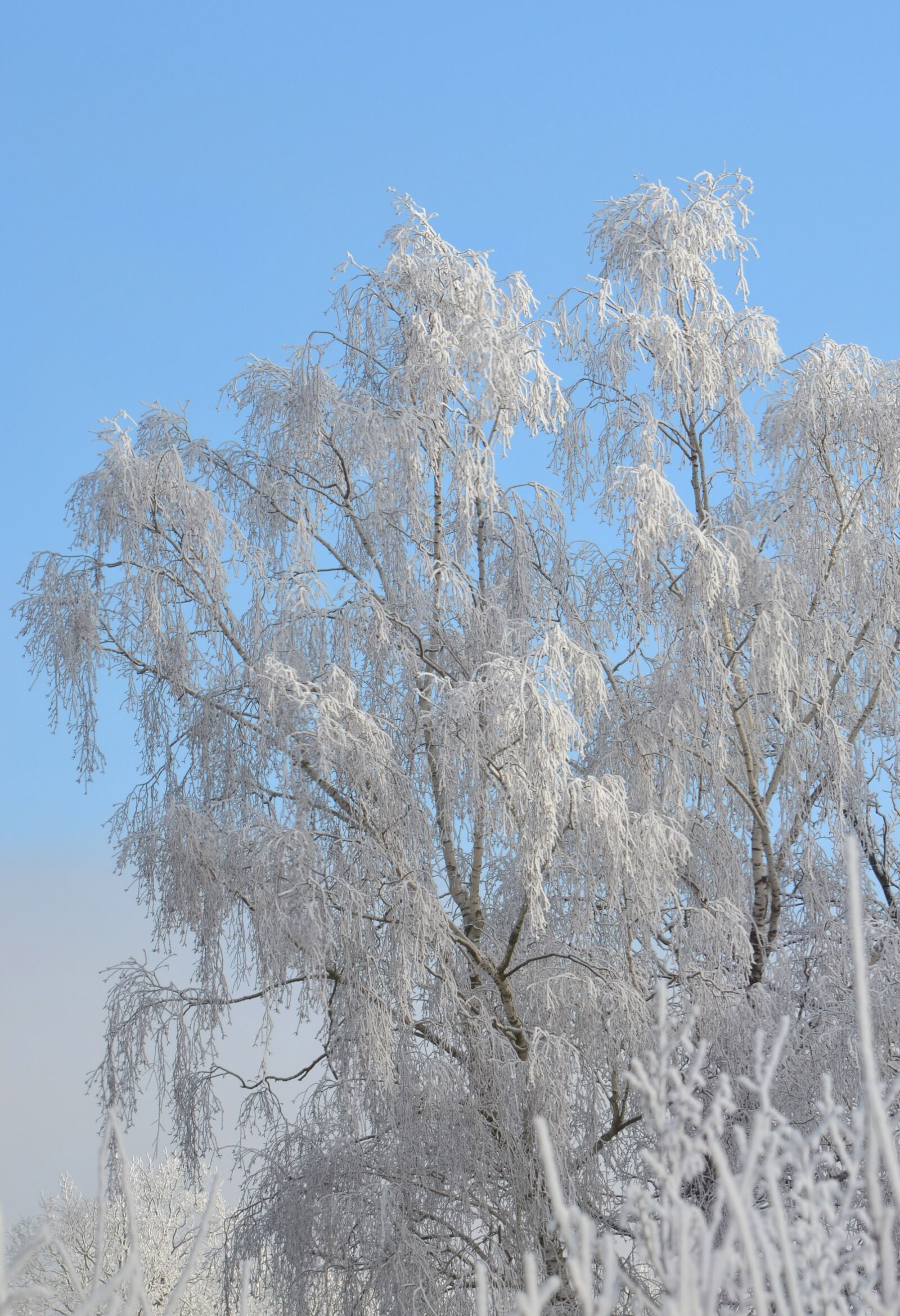 Nikon D5100 sample photo. Winter, birch, tree photography