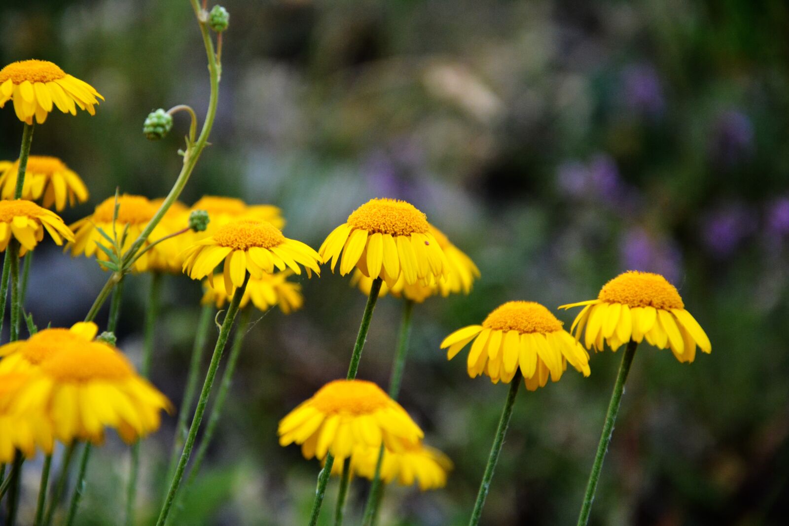 Nikon D7100 sample photo. Flower, nature, macro photography