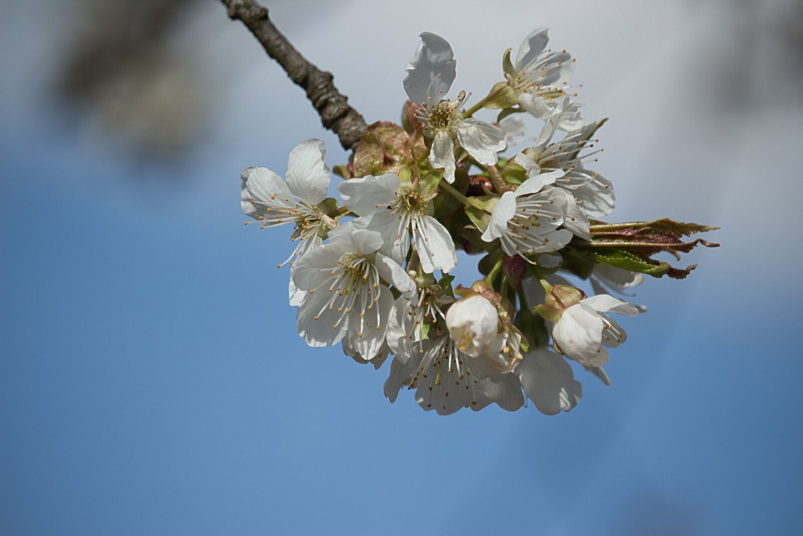 Canon EOS 700D (EOS Rebel T5i / EOS Kiss X7i) sample photo. Spring, white, flowers photography