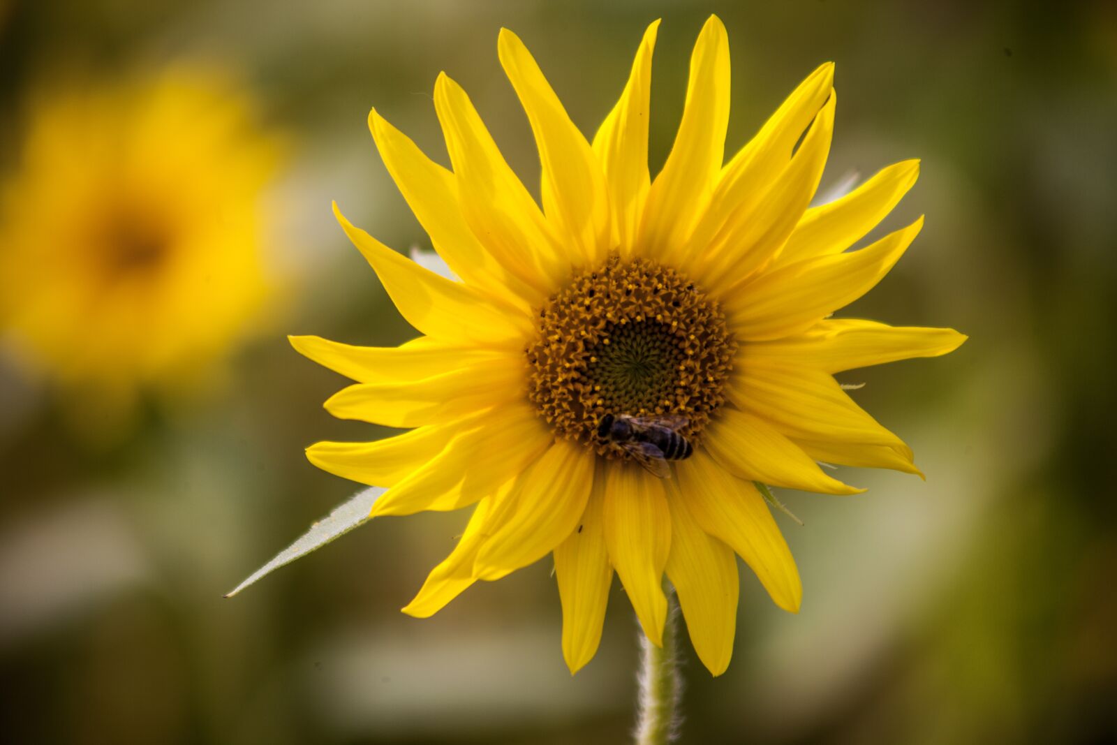 Canon EOS 5D Mark II + Canon EF 90-300mm F4.5-5.6 sample photo. Flower, sunflower, yellow photography