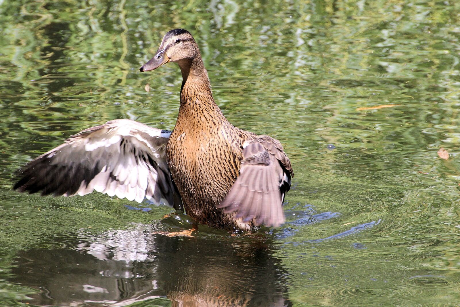Canon EOS 600D (Rebel EOS T3i / EOS Kiss X5) sample photo. Duck, mallard, water bird photography