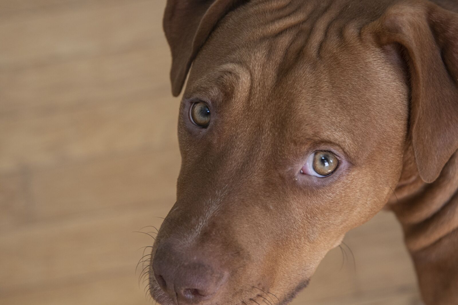 Canon EOS 7D Mark II + Canon EF 24-105mm F4L IS USM sample photo. Pitbull, bully, pet photography