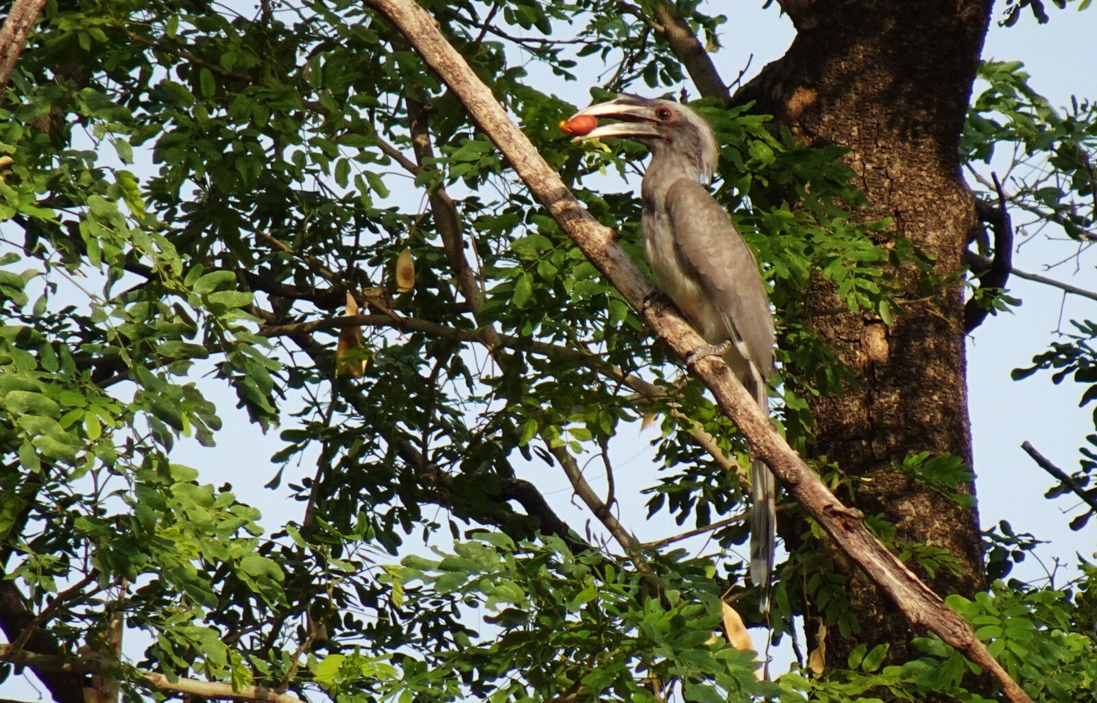 Sony DSC-WX800 sample photo. Bird, hornbill, indian photography