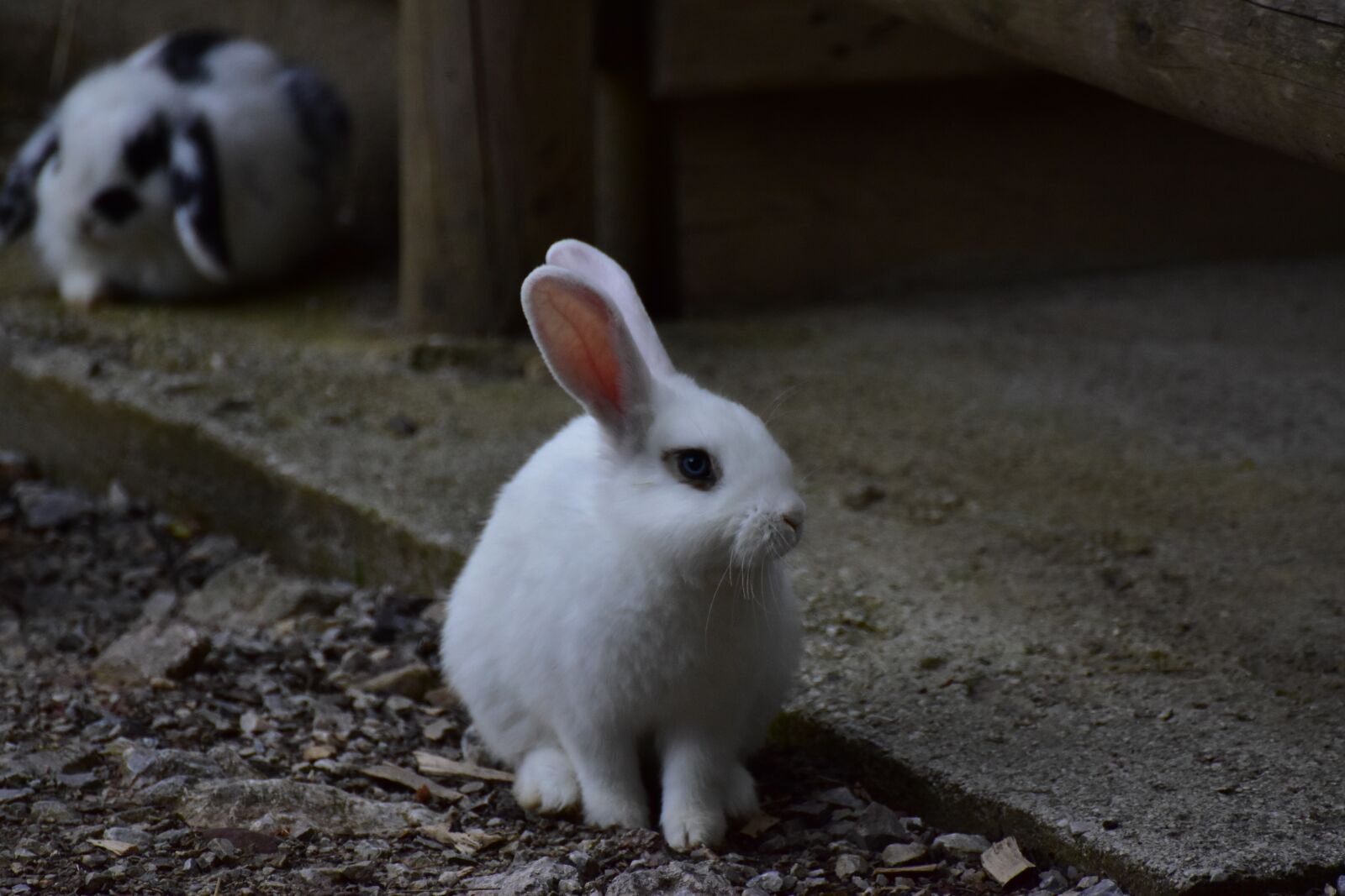 Nikon D5600 sample photo. Hare, eye, cute photography