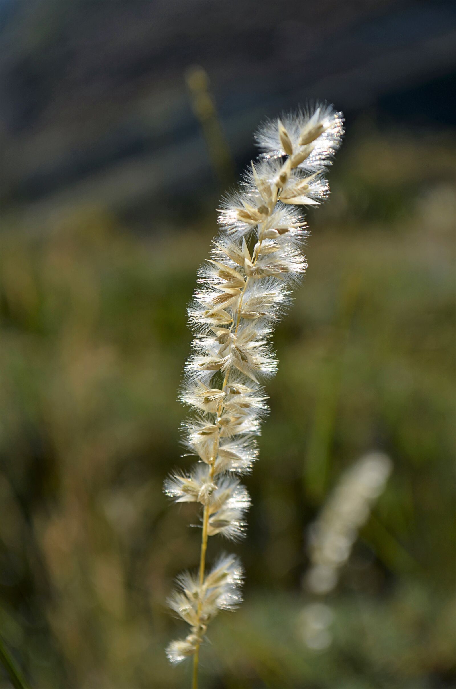 Nikon D5100 sample photo. Nature, outdoor, plant photography