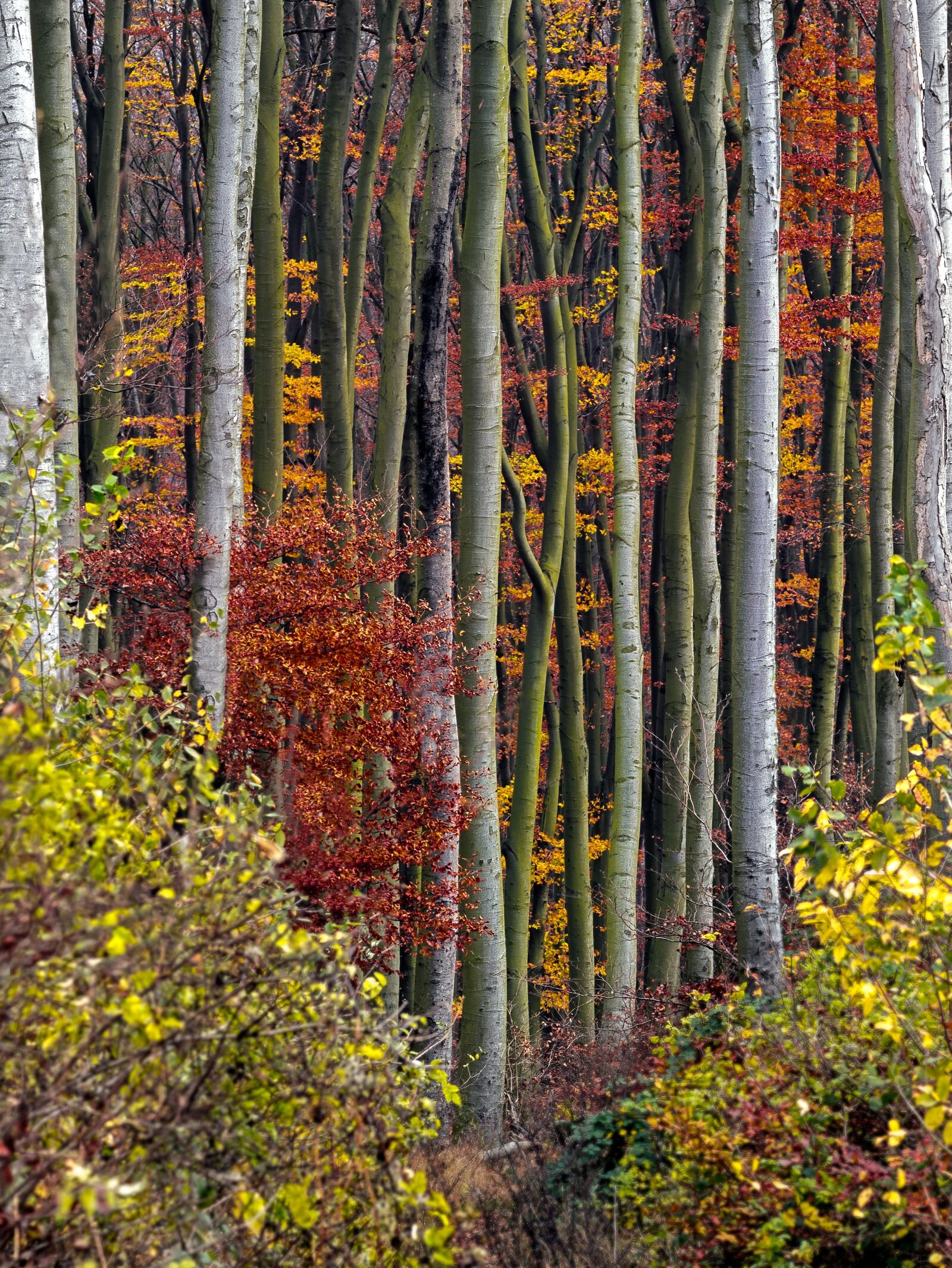 Olympus OM-D E-M1 + Olympus M.Zuiko Digital ED 75mm F1.8 sample photo. Autumn, autumn forest, autumn photography
