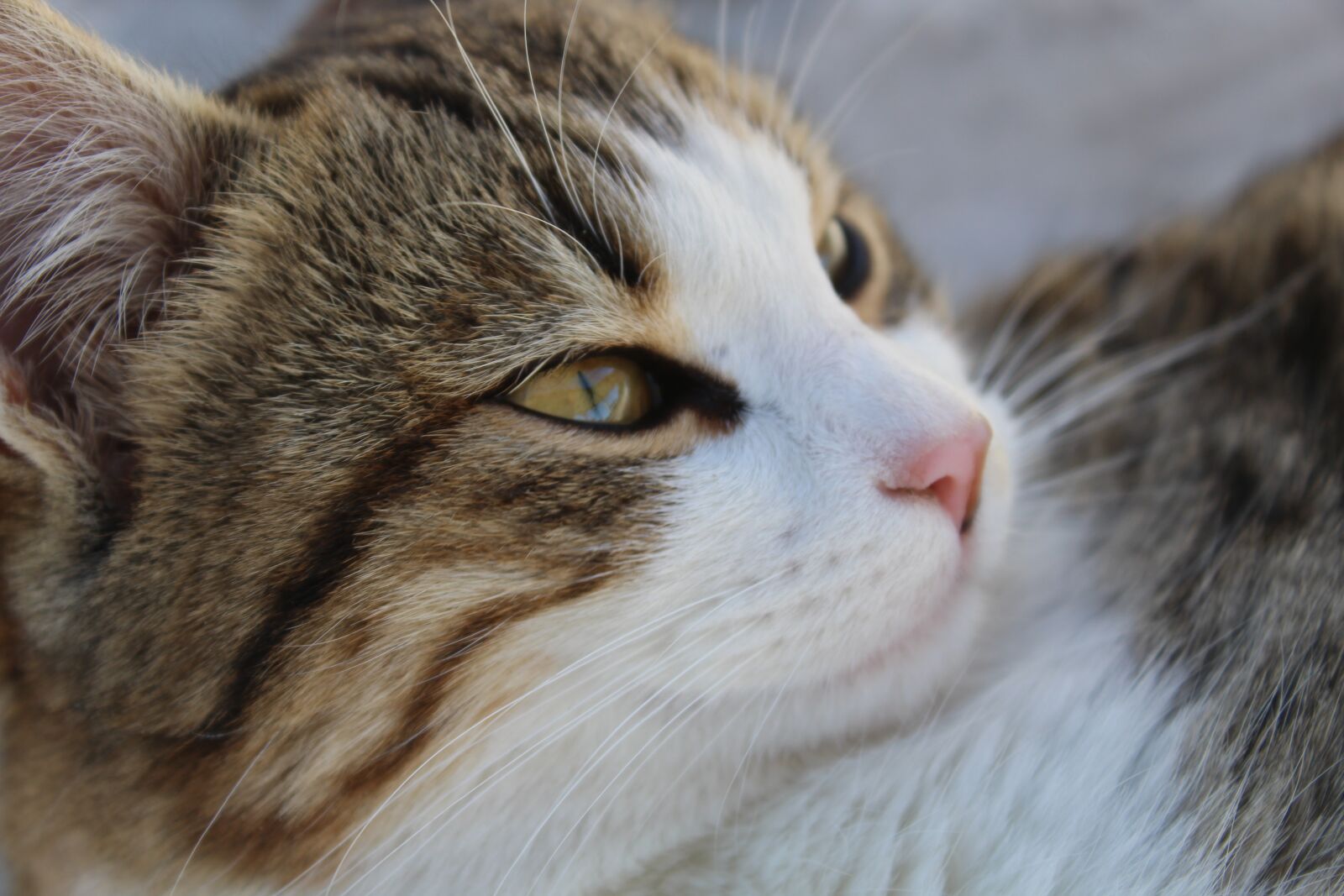 Canon EOS 1200D (EOS Rebel T5 / EOS Kiss X70 / EOS Hi) sample photo. Cat, animal, portrait photography