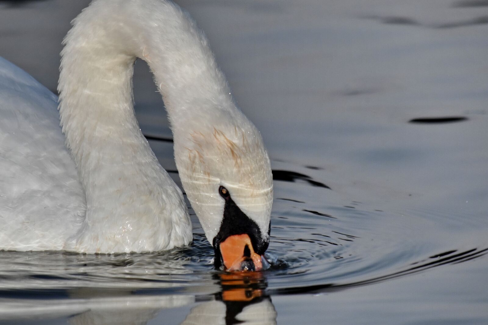 Nikon D5500 sample photo. Head, neck, swan, water photography