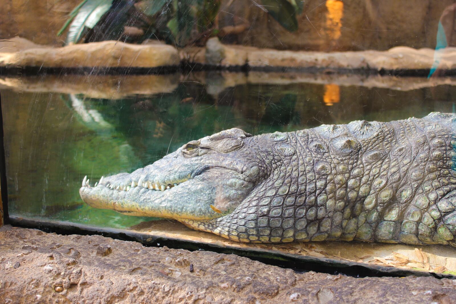 Canon EOS 1200D (EOS Rebel T5 / EOS Kiss X70 / EOS Hi) sample photo. Crocodile, animal, animals photography