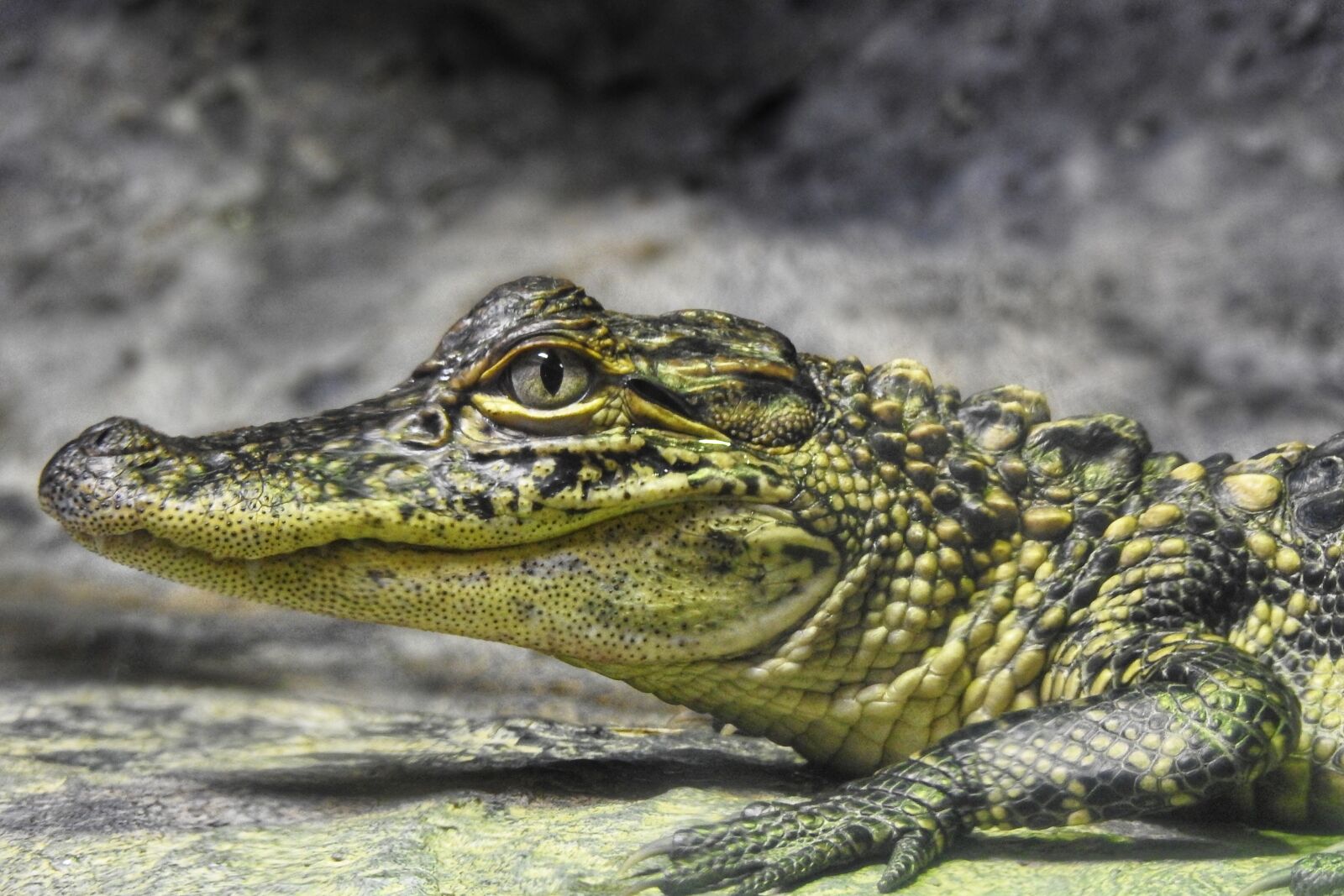 Nikon Coolpix P900 sample photo. Alligator, reptile, crocodile photography