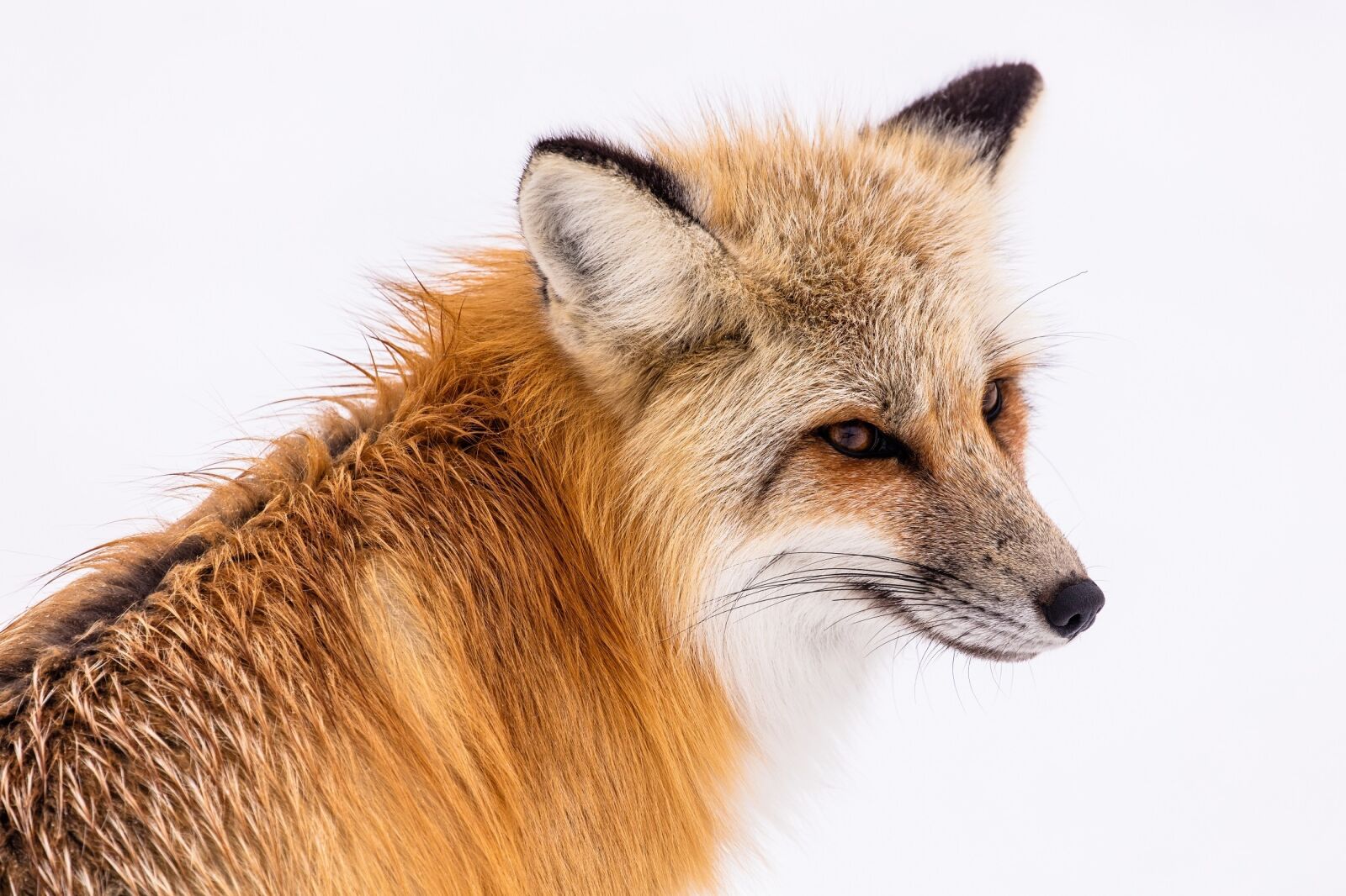 Canon EOS 5DS + Canon EF 100-400mm F4.5-5.6L IS II USM sample photo. Red fox, wildlife, portrait photography