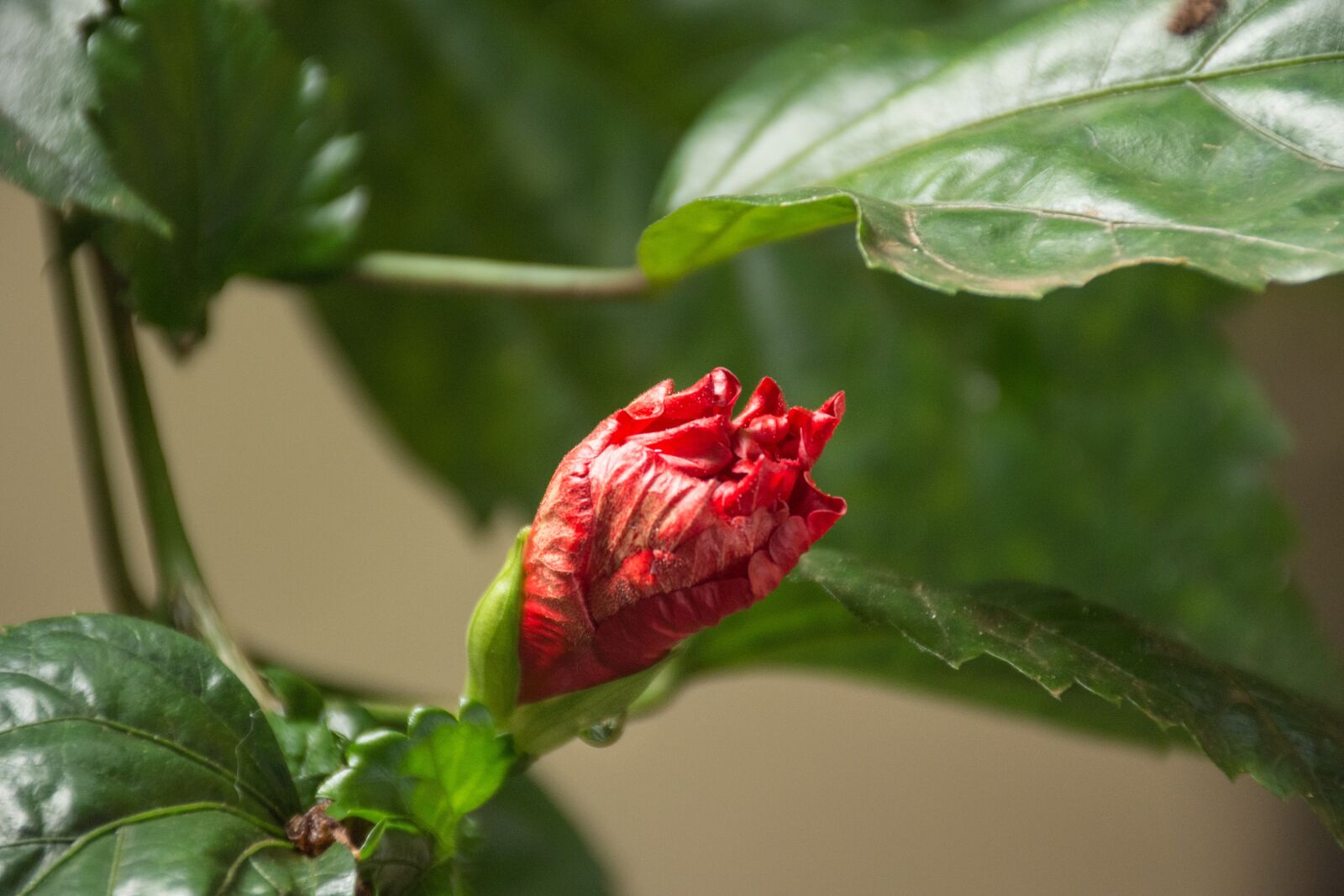 Nikon D7200 sample photo. Nature, leaf, plant photography