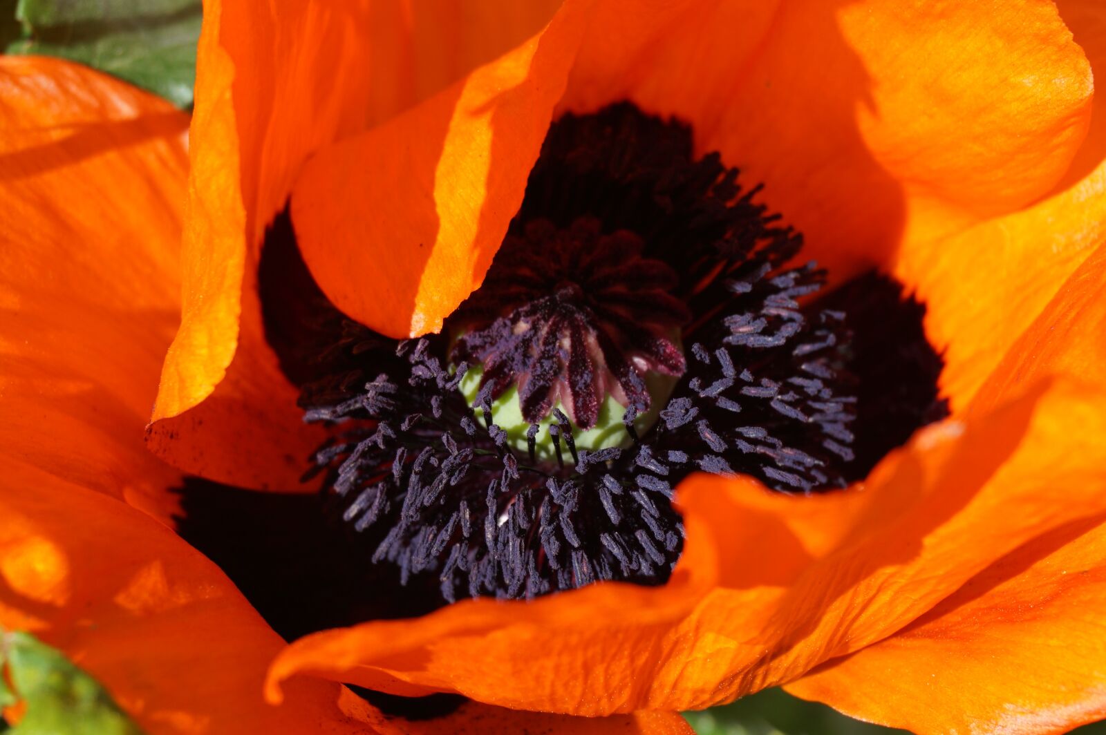 Sony a6000 sample photo. Poppy, garden, red photography