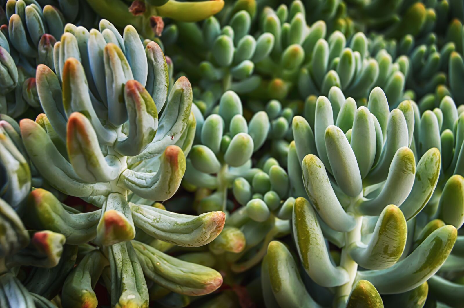 Nikon D3200 sample photo. Succulent, fleshy, plants photography