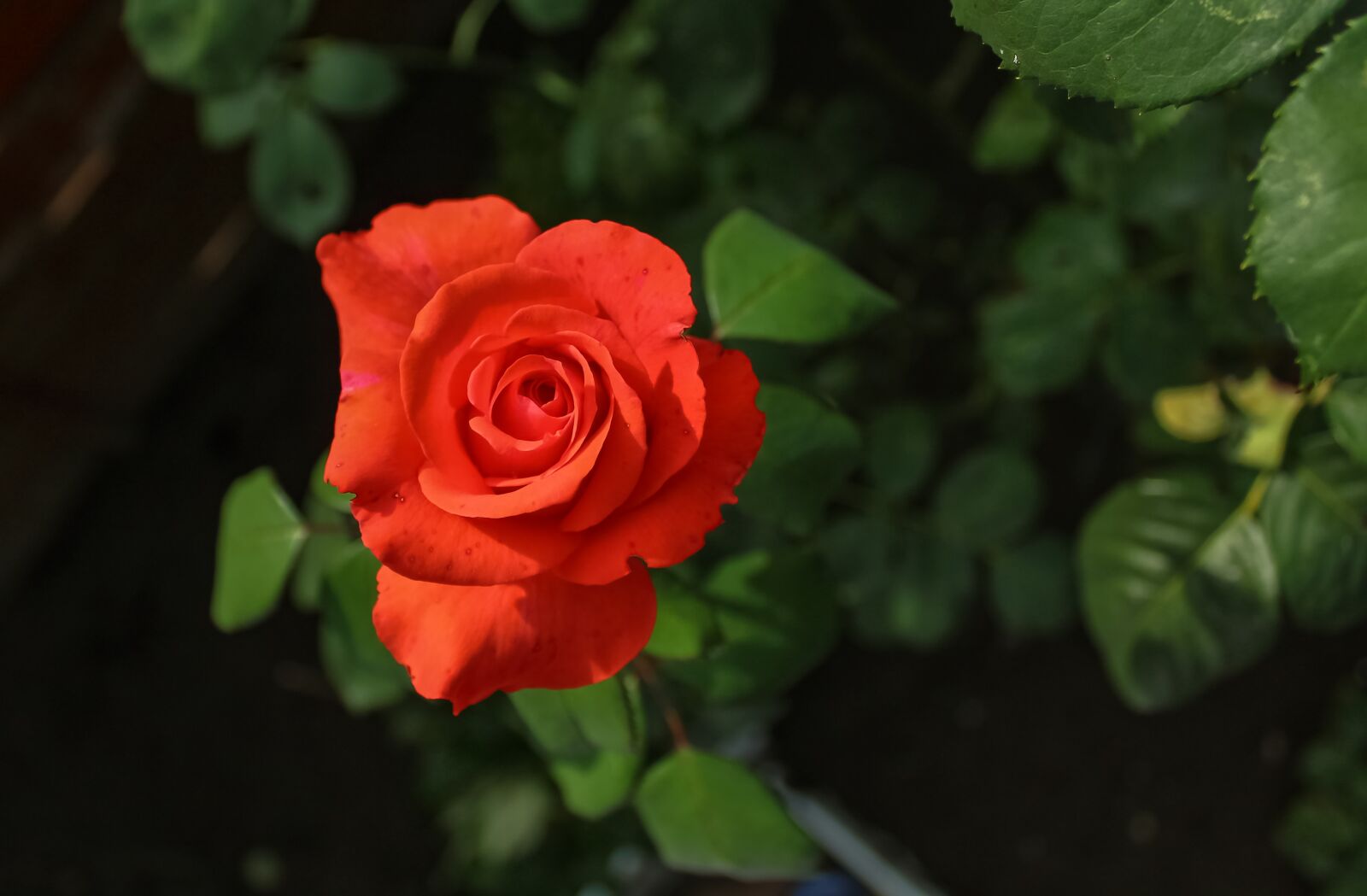 Canon EOS 1300D (EOS Rebel T6 / EOS Kiss X80) sample photo. Rose, tea rose, flower photography