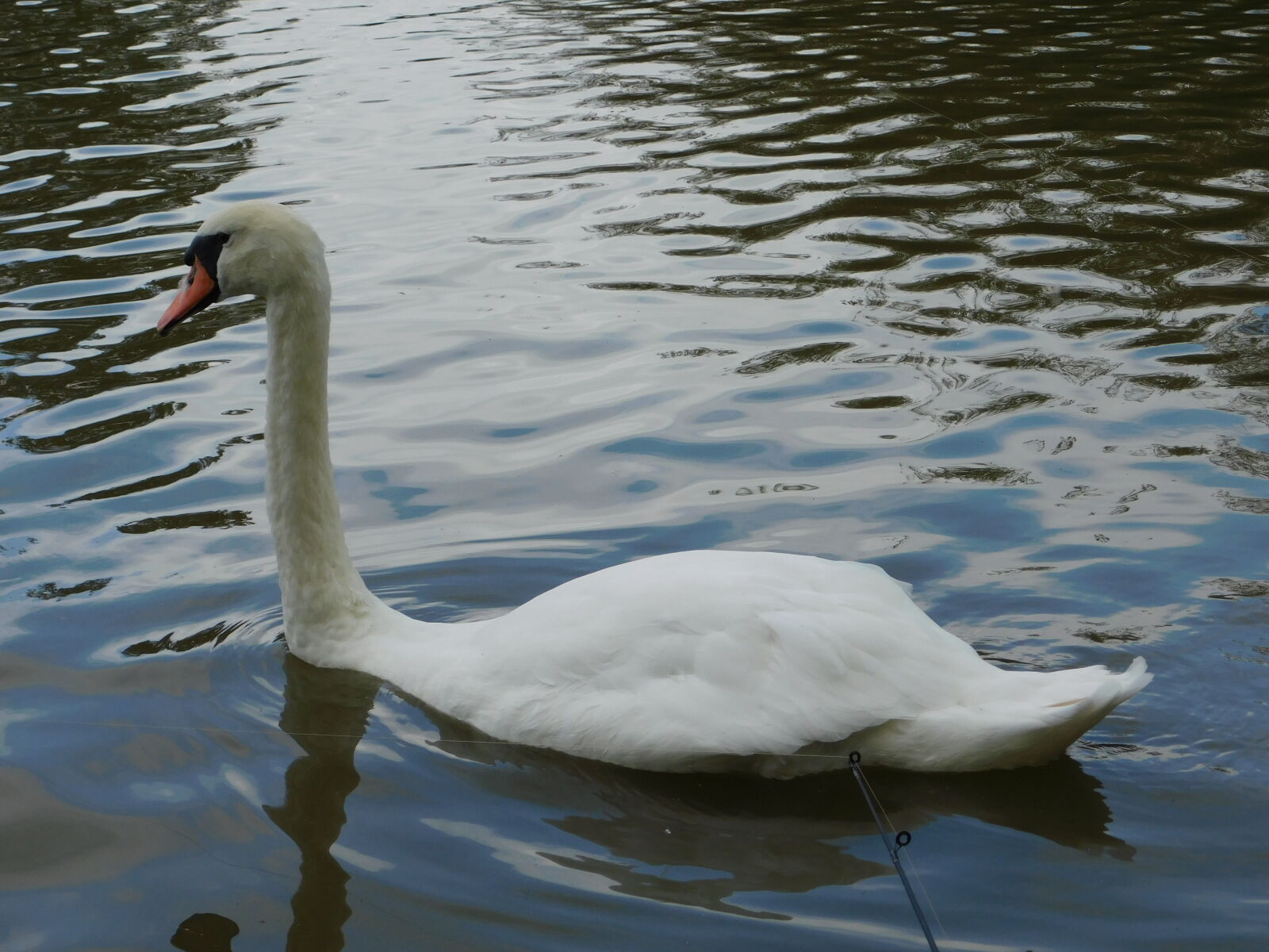 Nikon Coolpix B500 sample photo. Swan photography