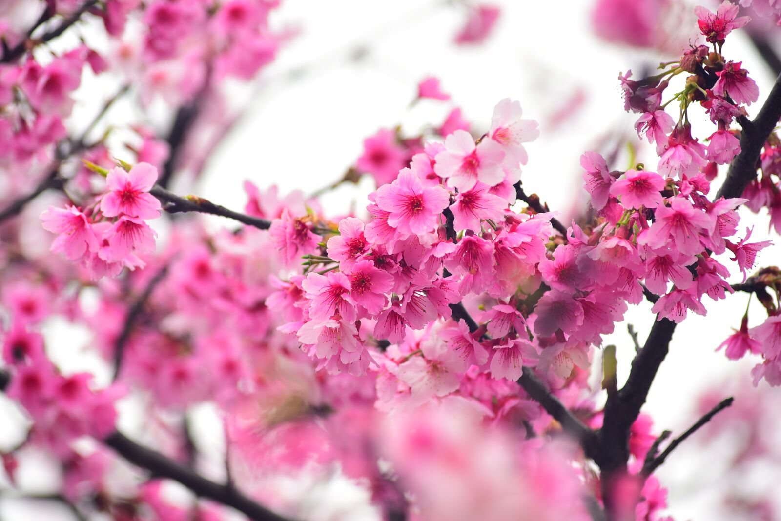 Nikon D750 sample photo. Flower, plant, cherry blossom photography