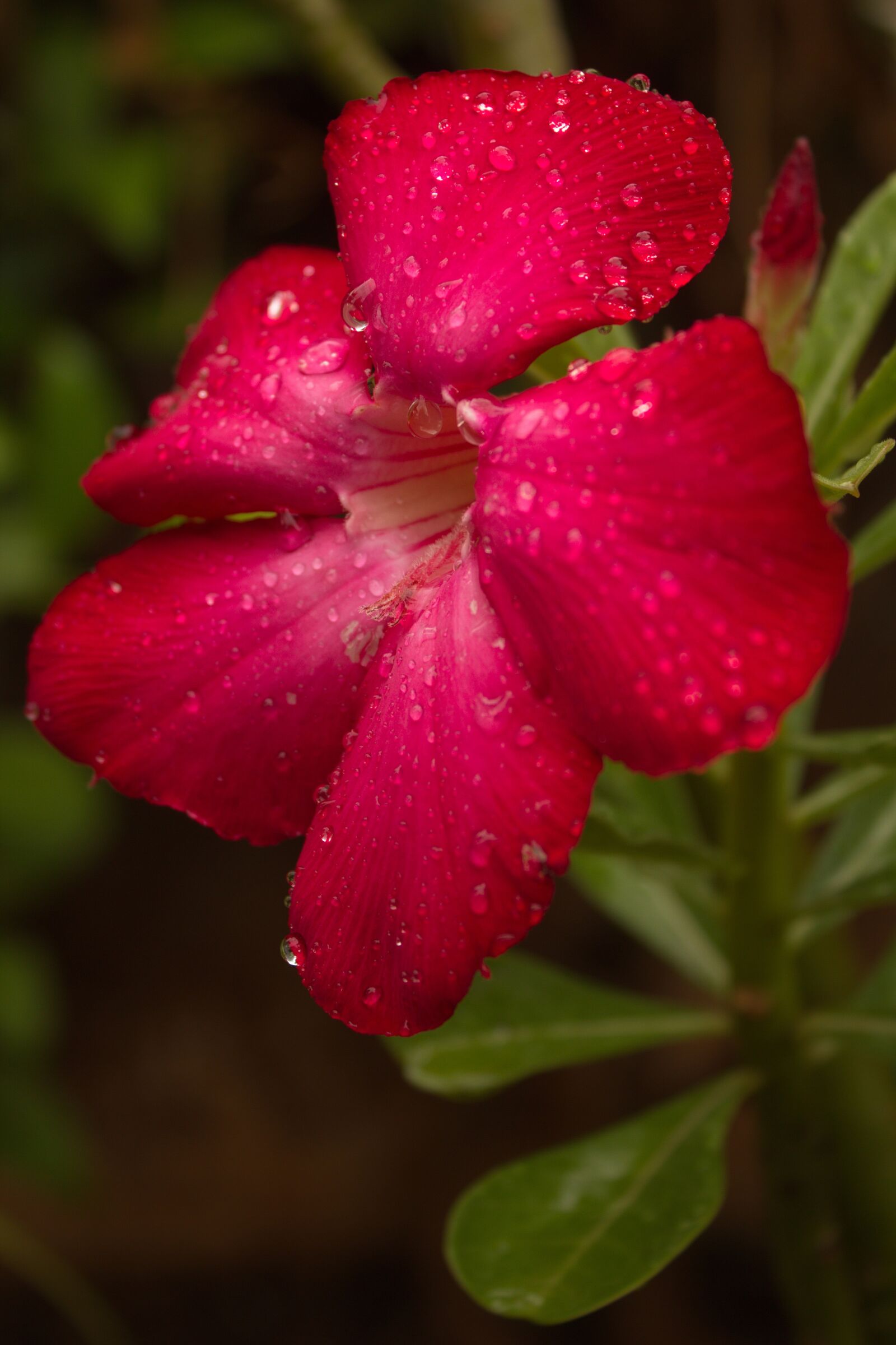 Canon EOS 550D (EOS Rebel T2i / EOS Kiss X4) sample photo. Nature, flower, flora photography