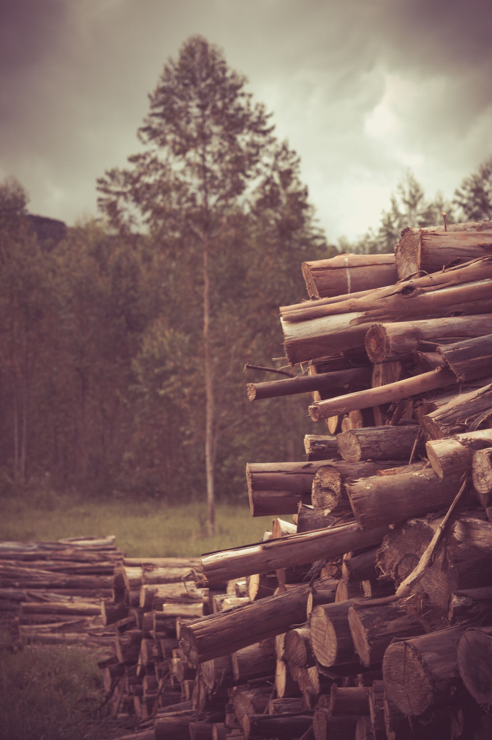 Nikon D3200 sample photo. Wooden, logs, log photography