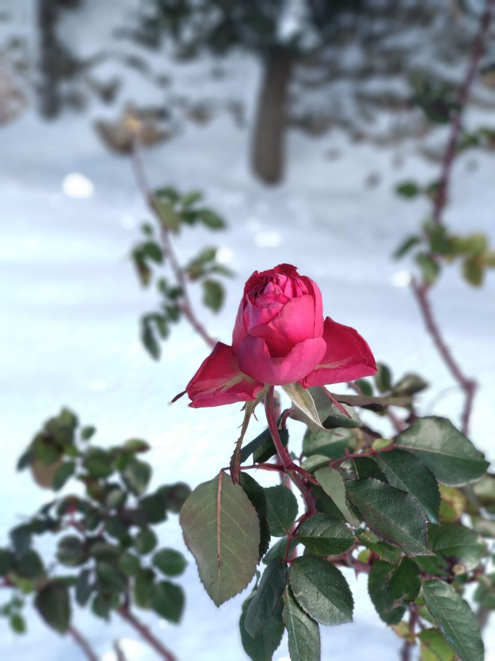 Xiaomi Mi A1 sample photo. Rosa, snow, nature photography