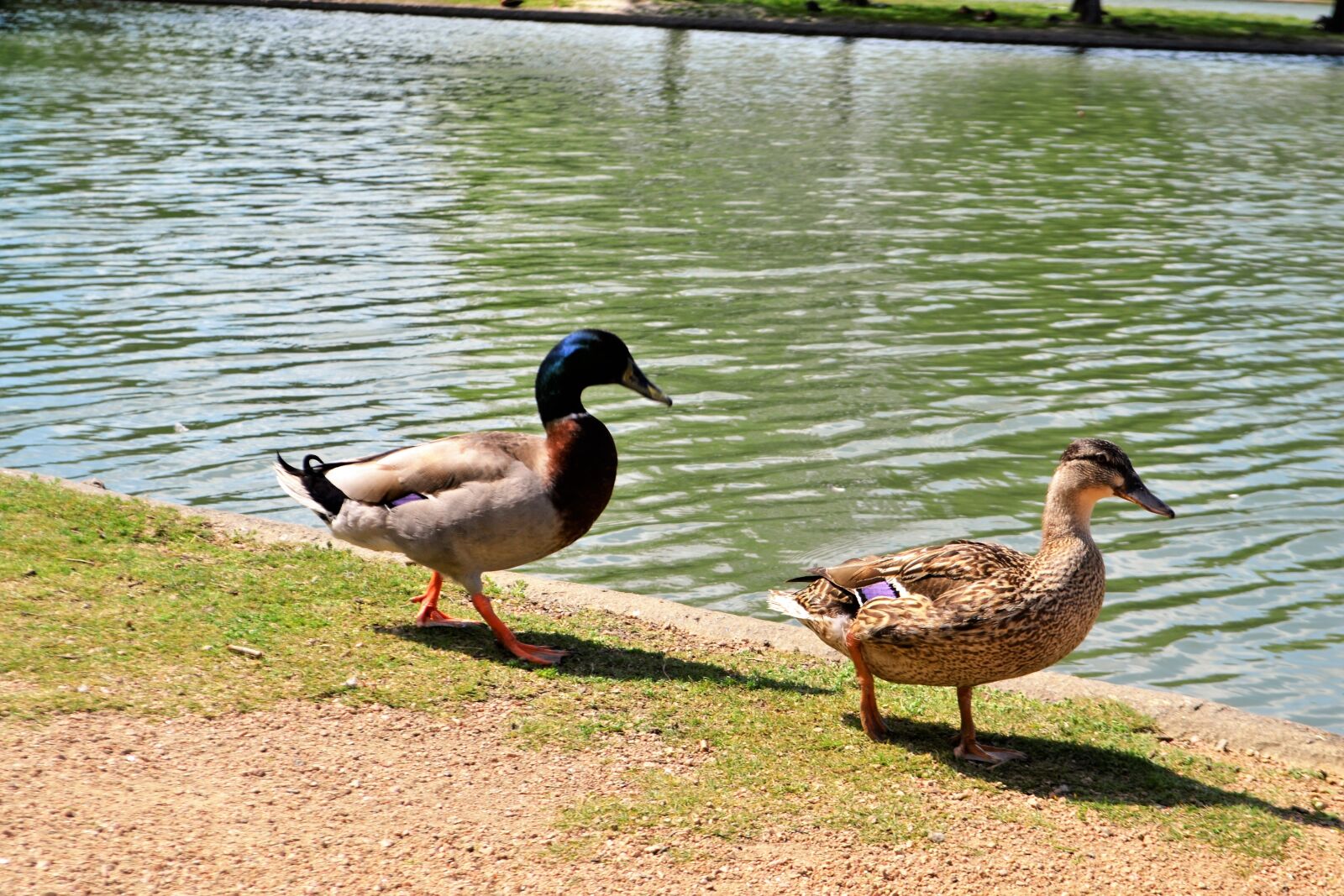 Nikon D3100 sample photo. Duck, bird, lake photography