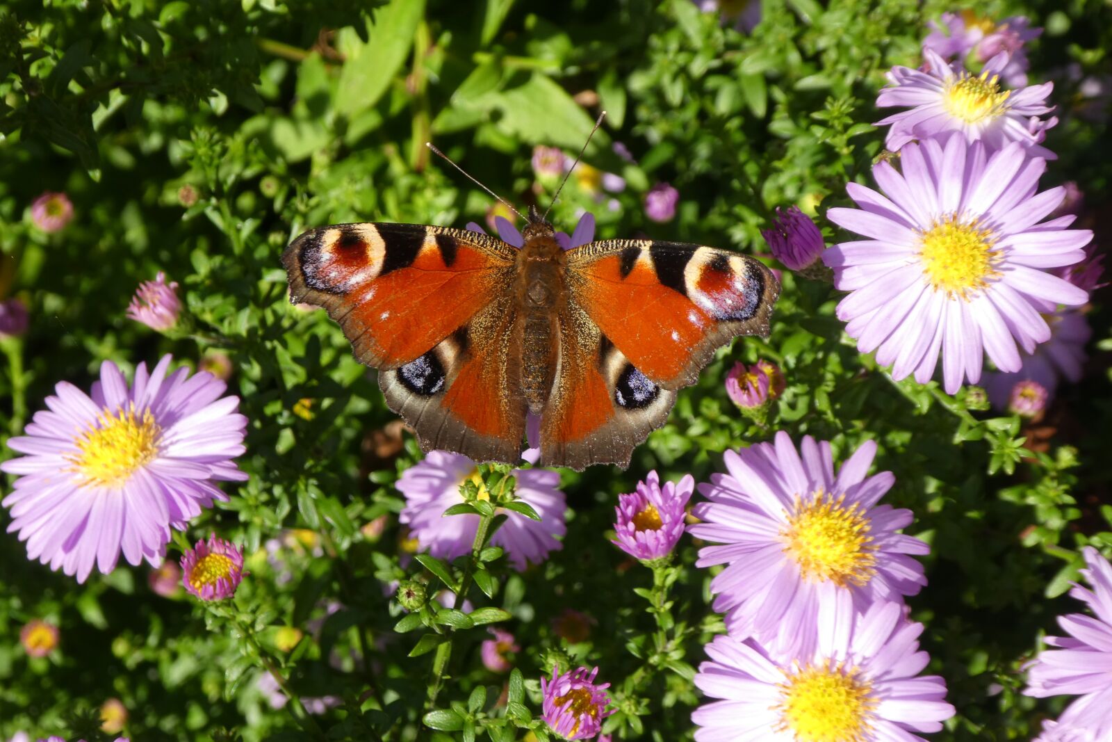 Panasonic DMC-TZ81 sample photo. Peacock, butterfly, aster photography