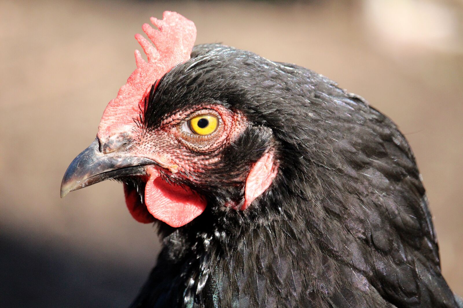 Canon EF-S 55-250mm F4-5.6 IS STM sample photo. Hen, black, head photography