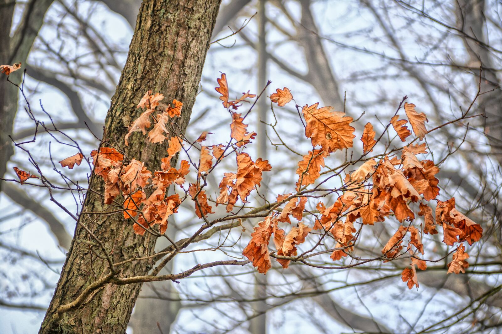 Canon EOS 80D sample photo. Nature, autumn, winter photography