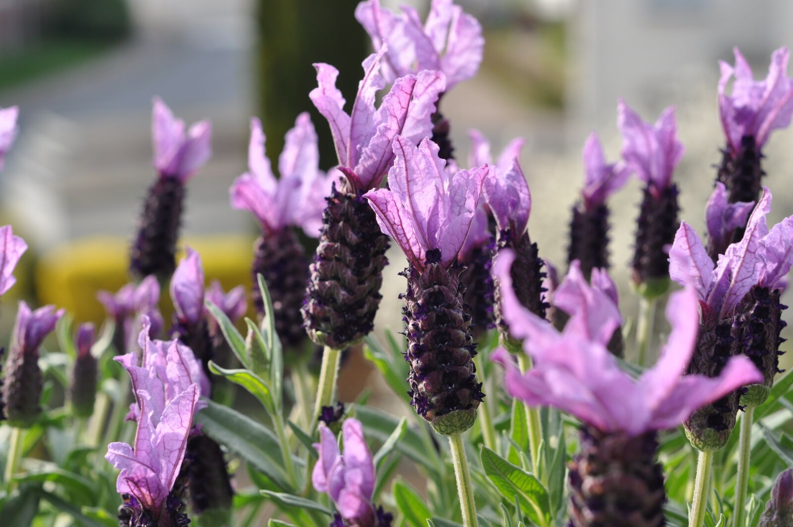 Nikon D90 sample photo. Lavender, lavender flowers, flowers photography