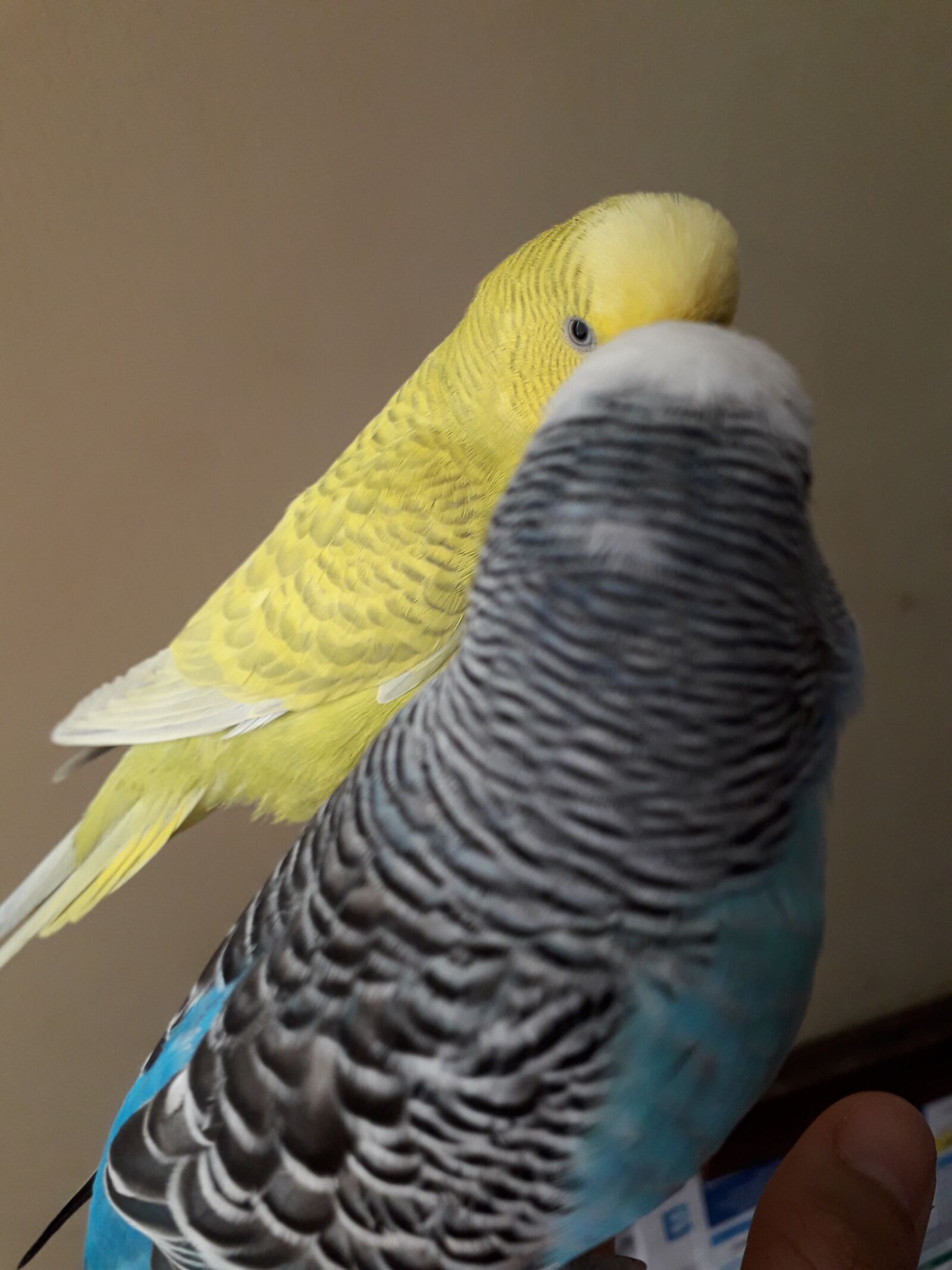 Samsung Galaxy J4 sample photo. Parakeets, friendship, colorful photography