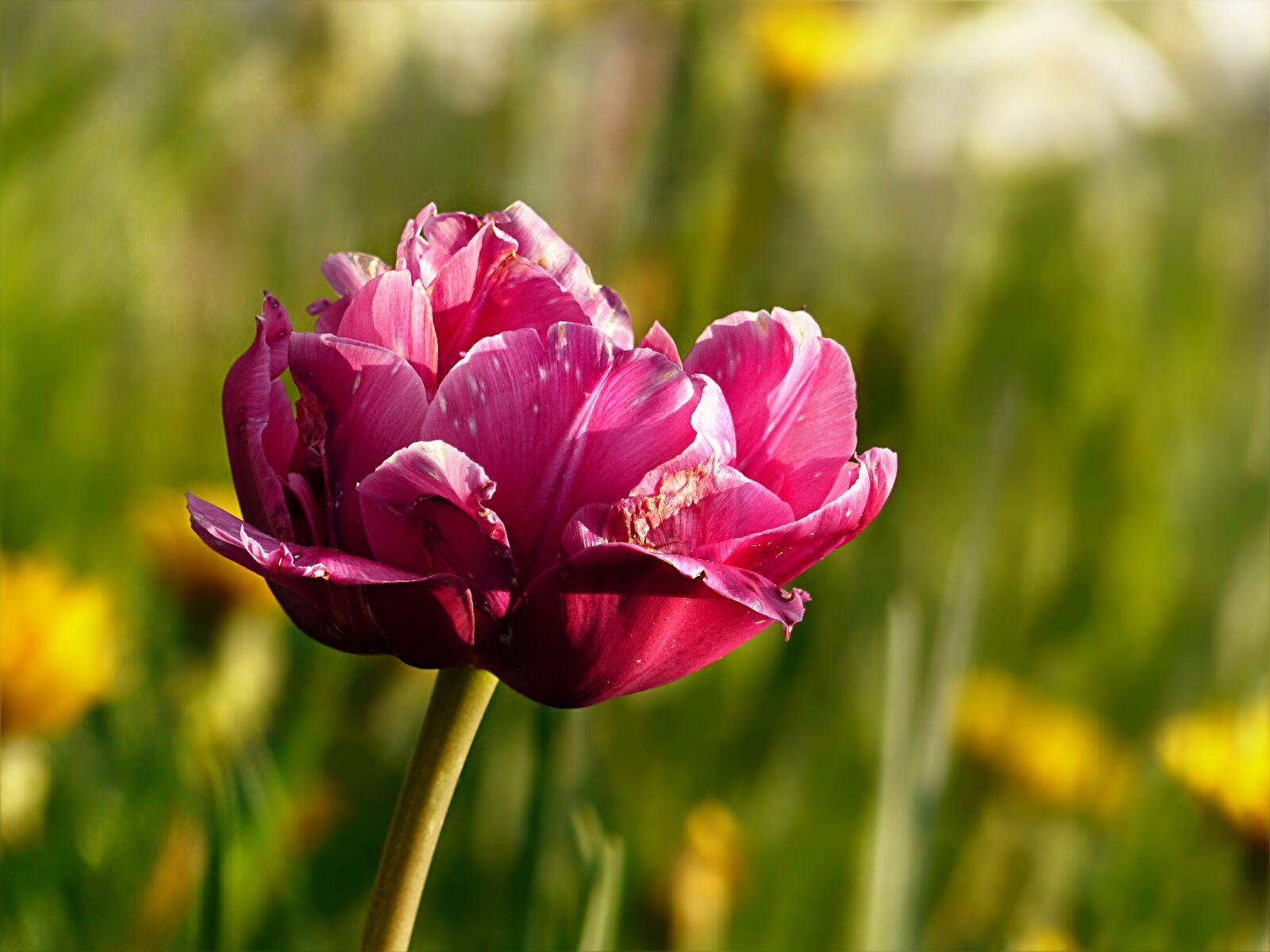 Panasonic Lumix DMC-FZ200 sample photo. Nature, flower, tulip photography