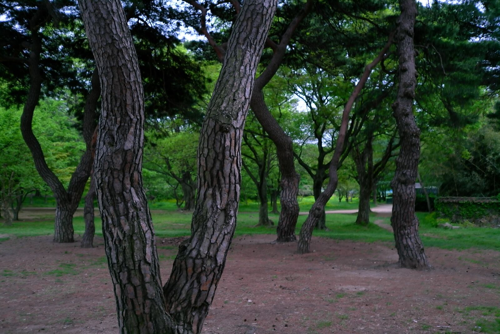 Leica X1 sample photo. Wood, scenery, nature photography