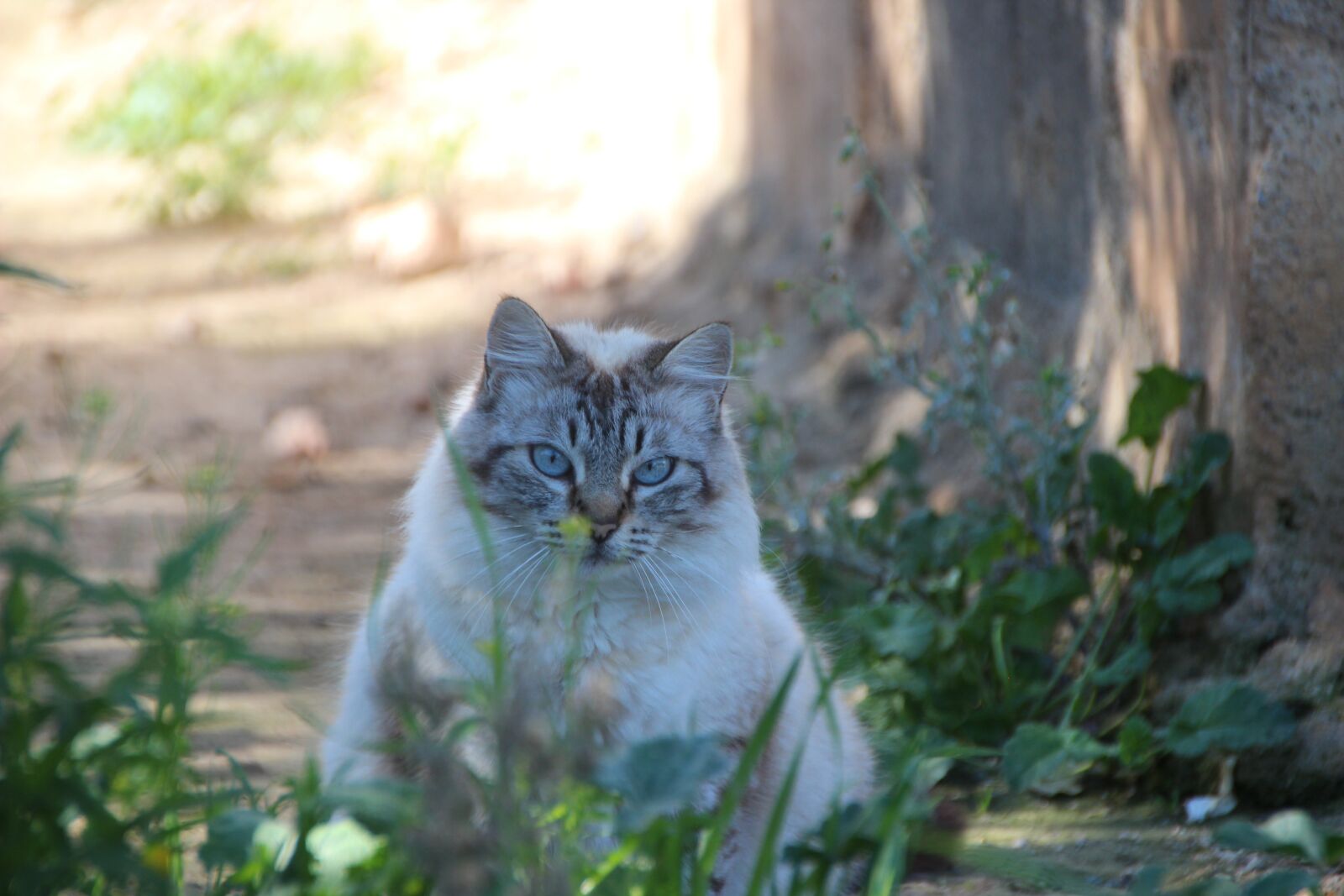 Canon EOS 600D (Rebel EOS T3i / EOS Kiss X5) sample photo. Cat, breed cat, pet photography